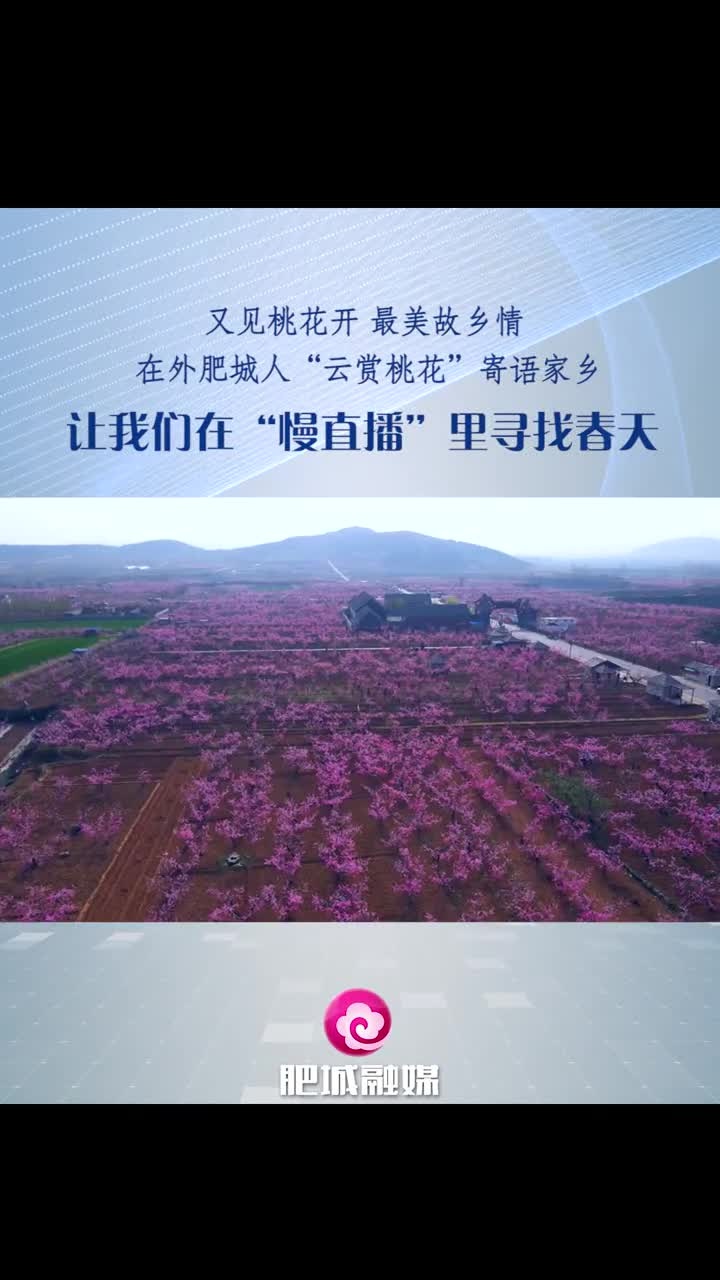 又见桃花开 最美故乡情丨在外肥城人“云赏桃花”寄语家乡 让我们在“慢直播”里寻找春天