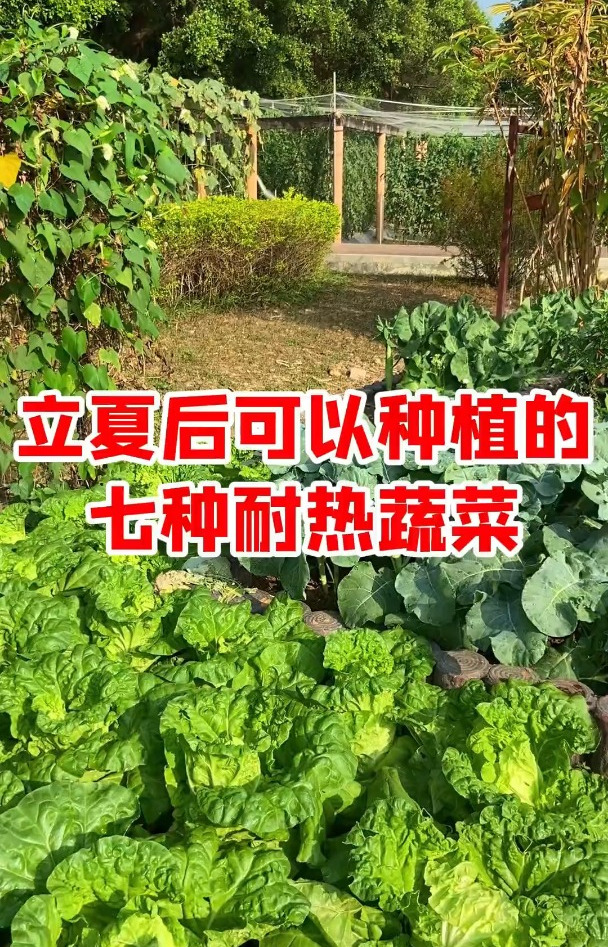 立夏之后可以种植的七耐热蔬菜,看看有你想吃的没?