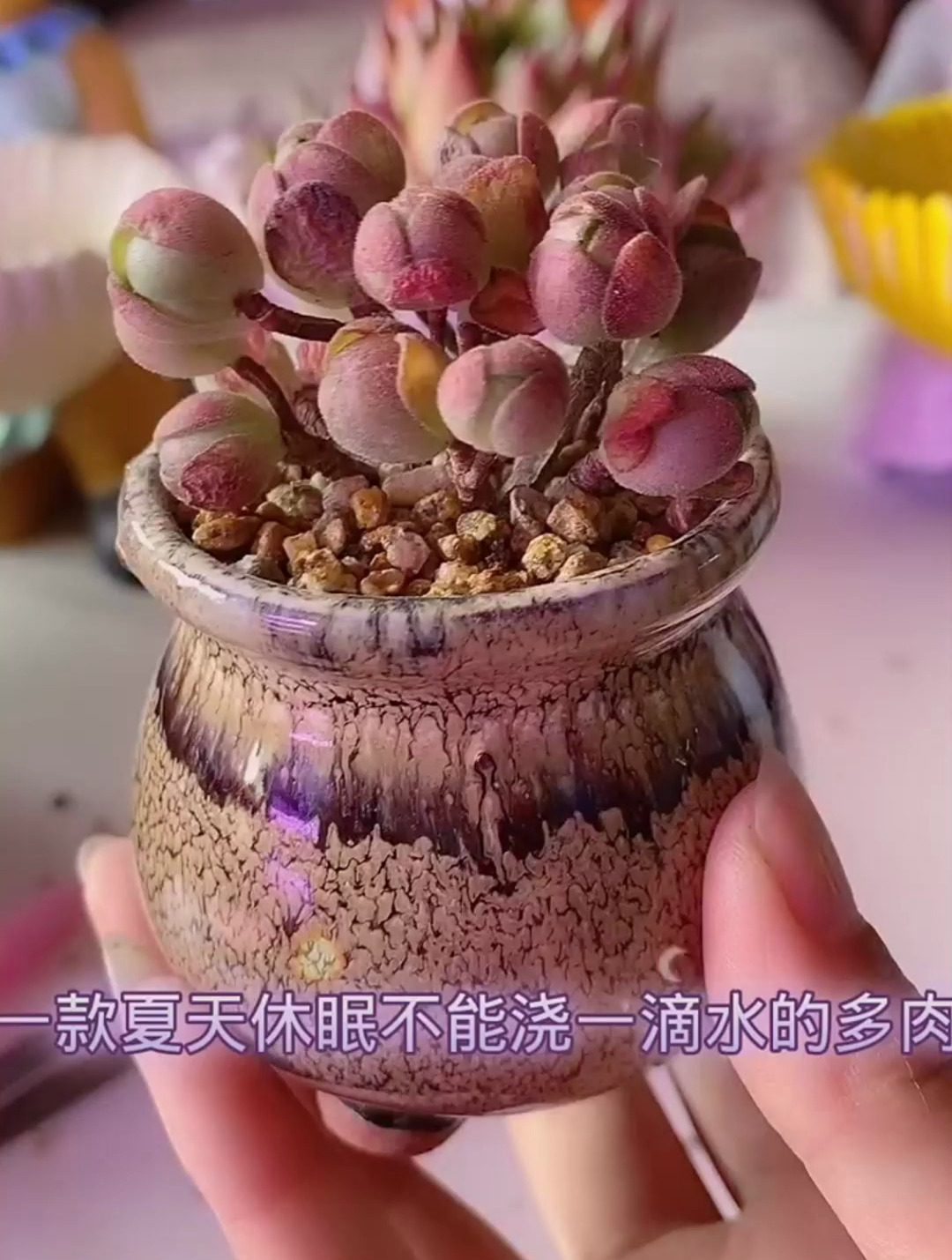 你知道它叫什么名字吗?它就是夏天不用浇一滴水的多肉,记得点赞