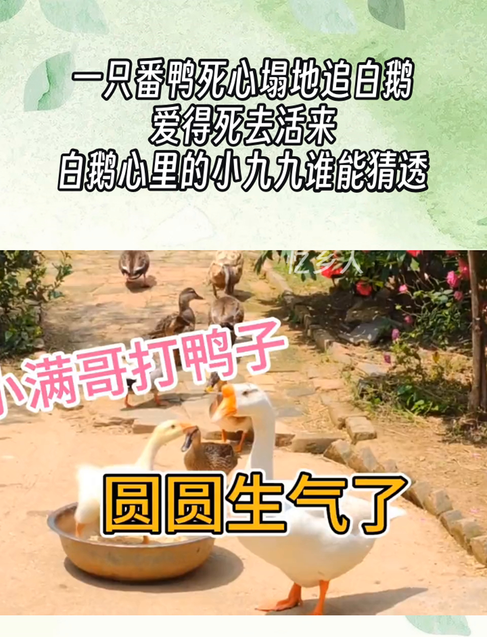一只番鸭死心塌地追白鹅,爱得死去活来,白鹅心里的小九九谁能猜透