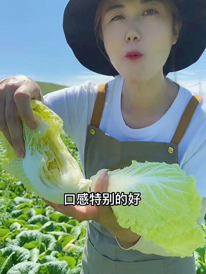 种蔬菜能手介绍娃娃菜种植经验,掌握这个方法,亩产超万斤!