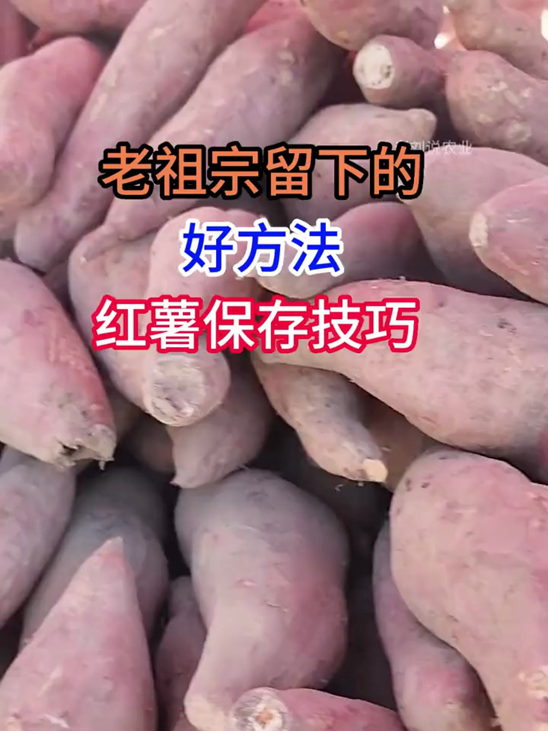 红薯这样保存一年不会烂,简单又实用