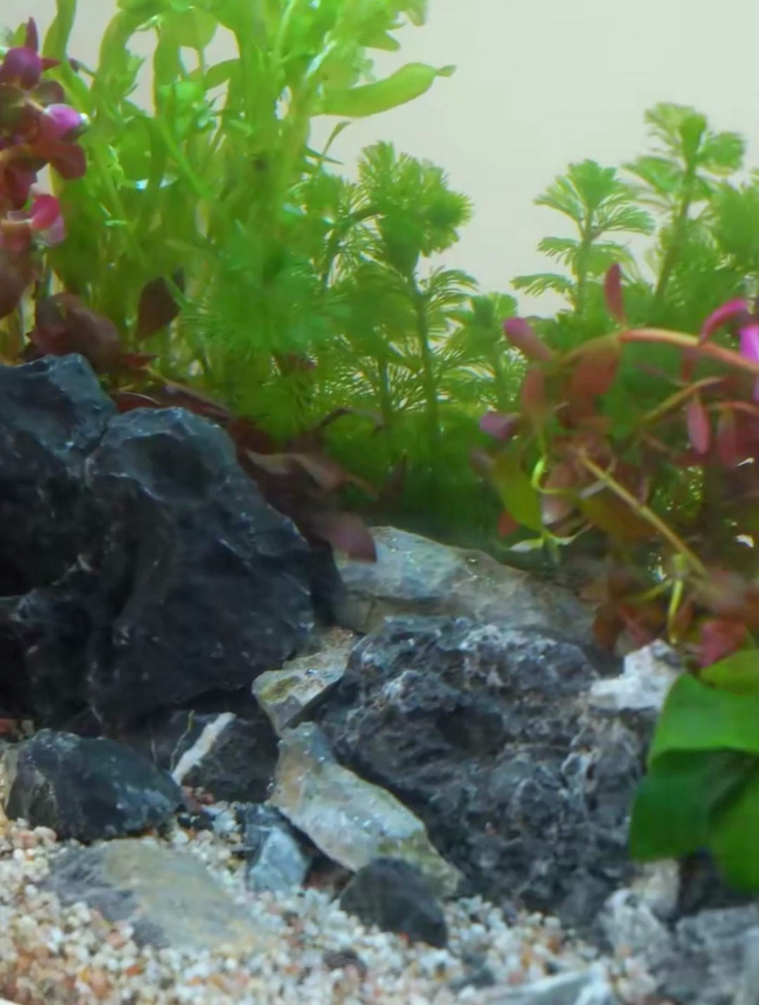 不会还有人不会造景吧?开个30小缸造景给大家看,希望对您有帮助