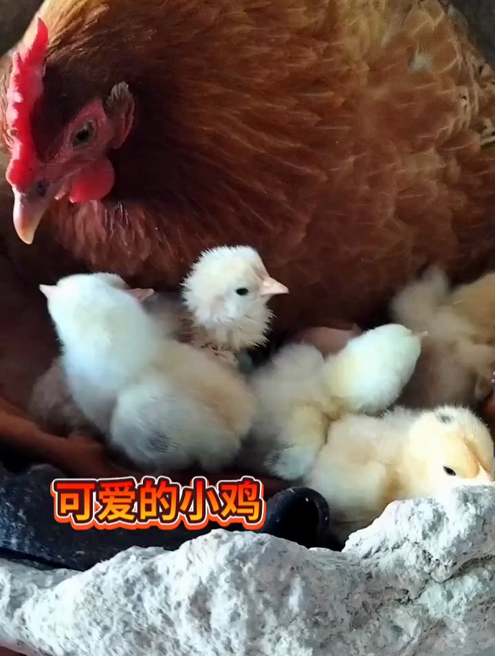 好可爱的小鸡仔!