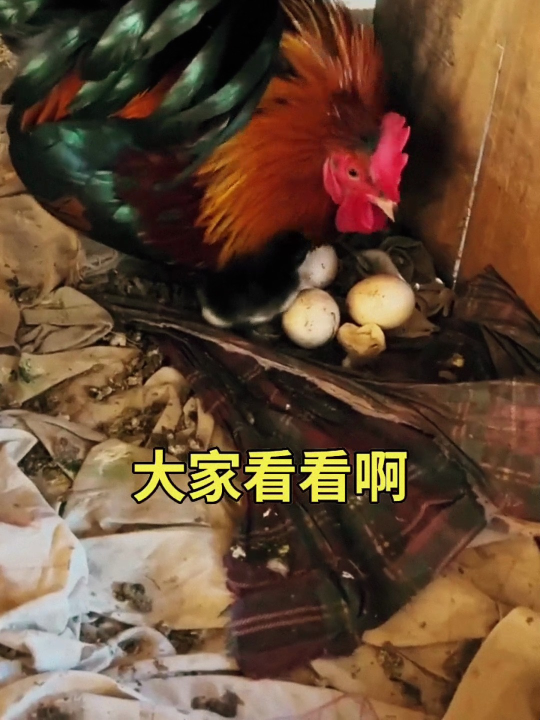 大公鸡抱出一窝小鸡崽儿