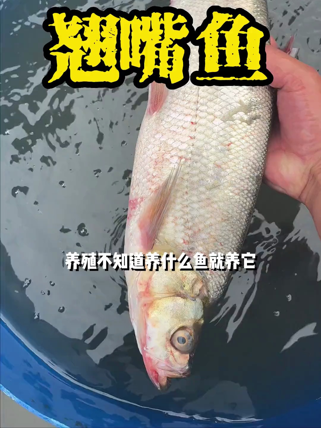 这是翘嘴红鲌,属于最常见的掠食性鱼类