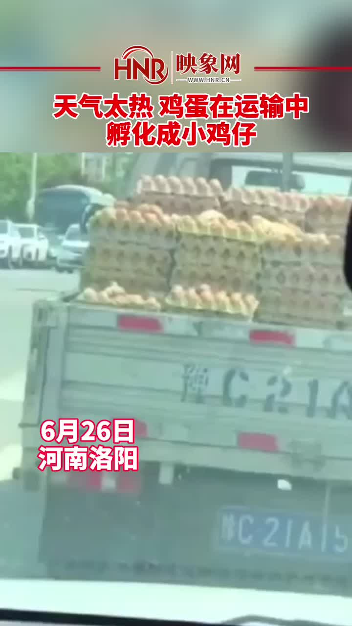 天气太热 鸡蛋在运输中孵化成小鸡仔 孵化场 奇葩