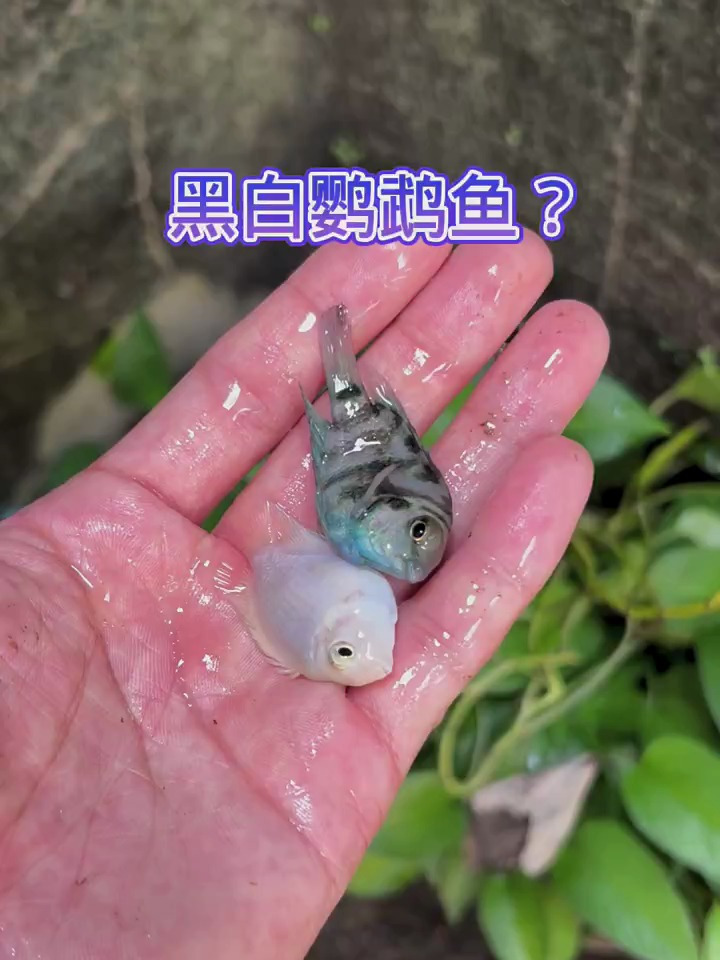 黑白鹦鹉鱼漂亮吗