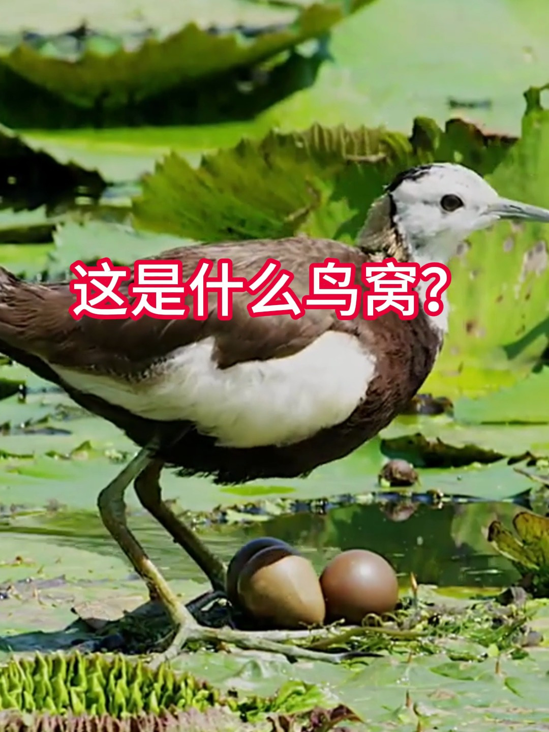 网络热门鸟窝鉴定(1):伯劳鸟、褐翅鸦鹃、白面水鸡、缝叶莺