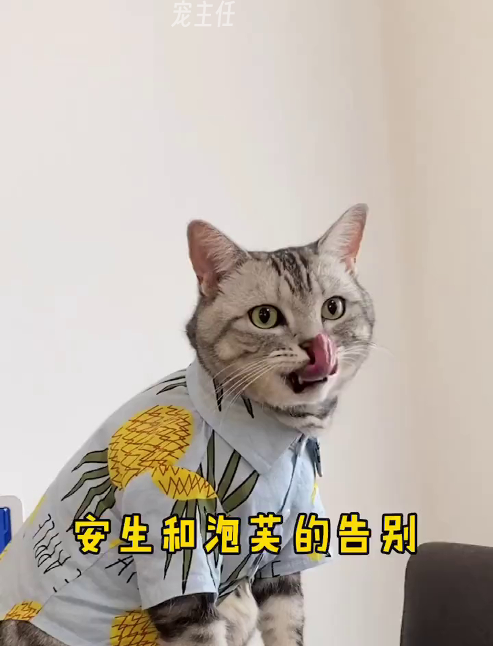 安生和泡芙即将开启远距离恋爱,感谢各位对他俩的喜爱!