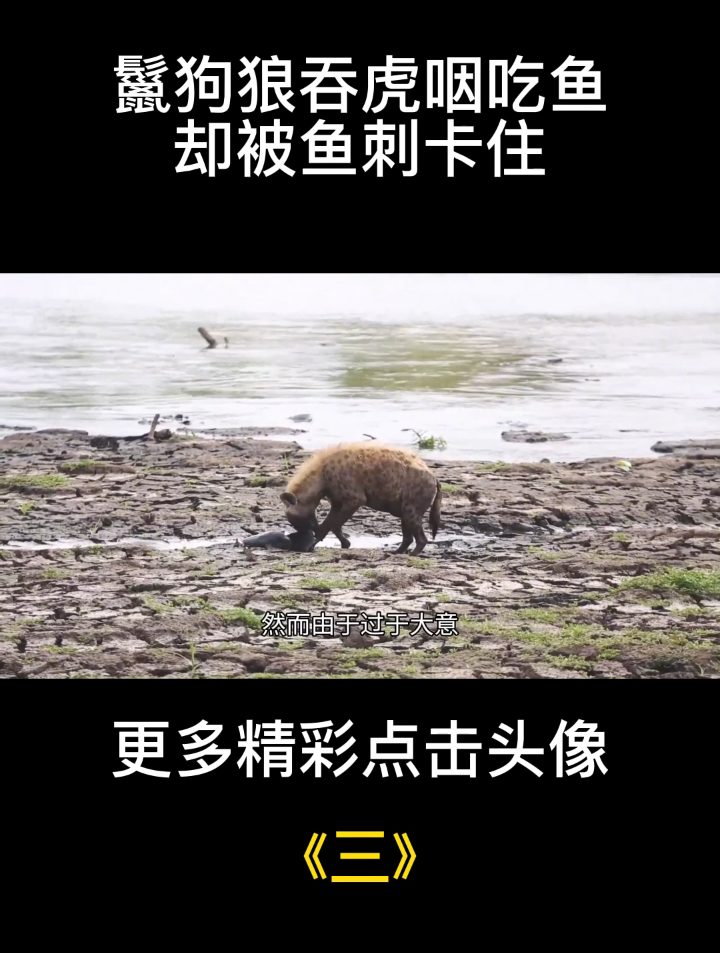 鬣狗狼吞虎咽吃鱼,却被鱼刺卡住