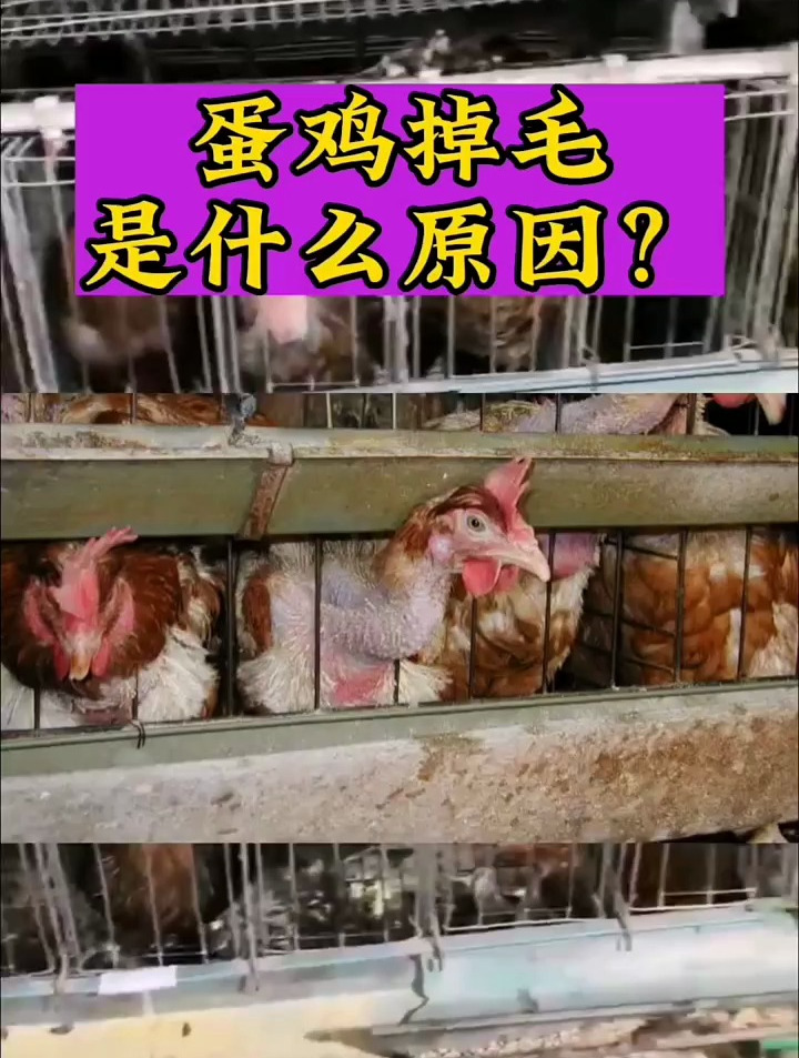 母鸡掉毛是什么原因,你知道吗