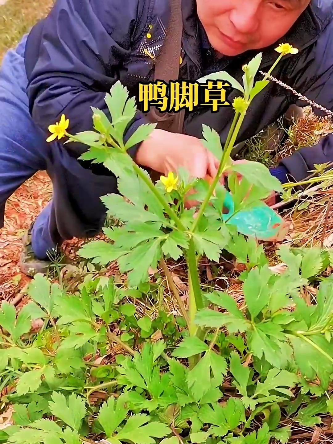 了解更多植物#鸭脚草