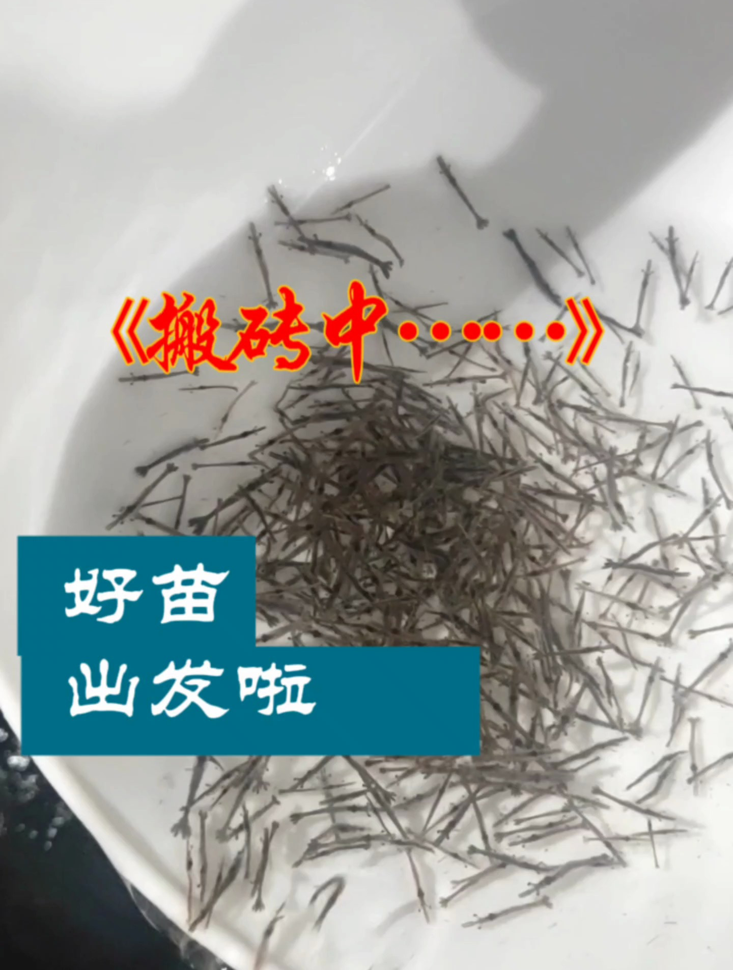 养殖利器!中盟好斑节对虾,出发啦!