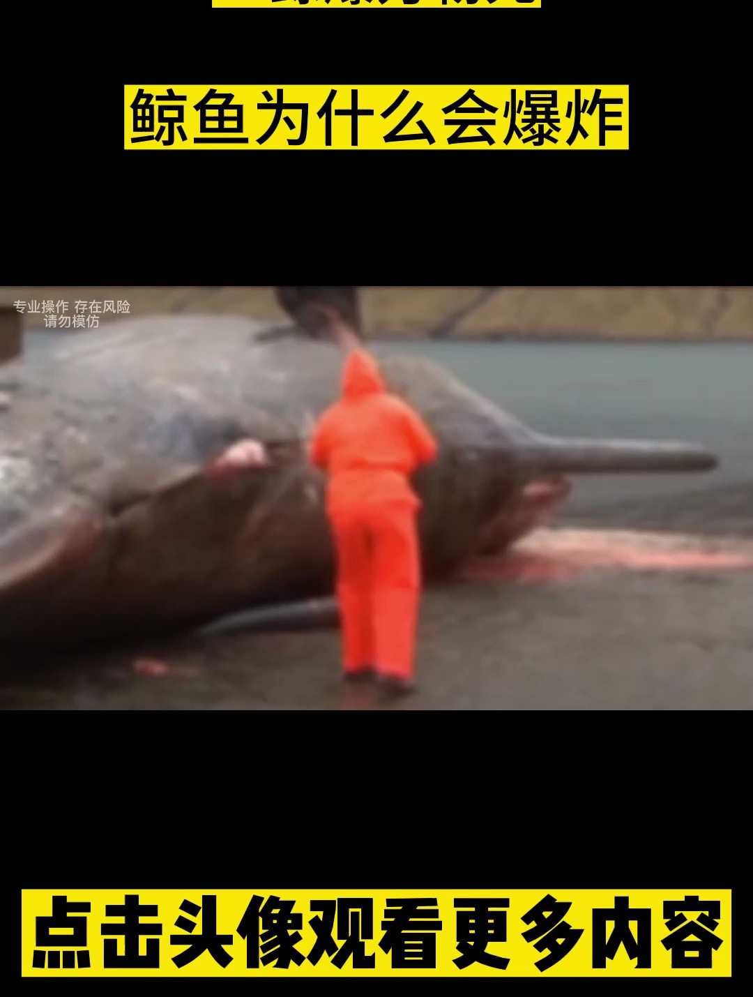 一鲸爆,万物死,鲸鱼为什么会爆炸?