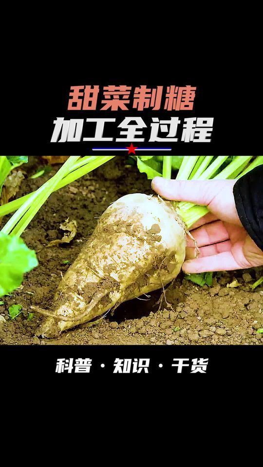 两分钟带你了解甜菜制糖的全过程