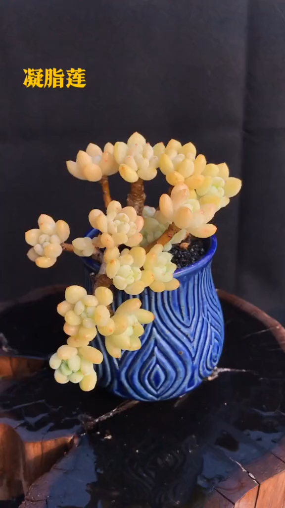 凝脂莲 控养多肉植物