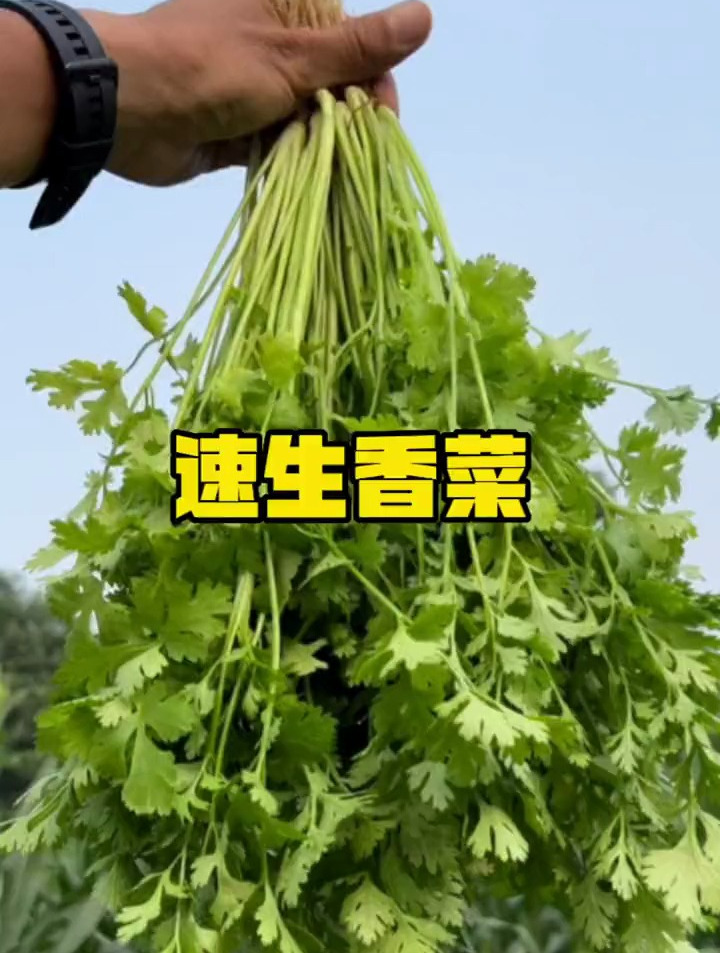 别再种普通香菜了,不易发芽还长得慢!