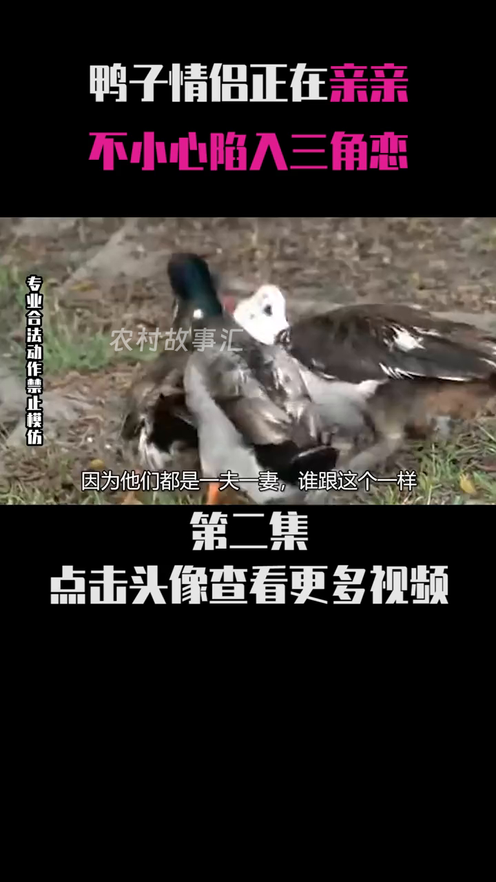 超热闹!鸭情侣秀恩爱,绿鸭也来掺一脚