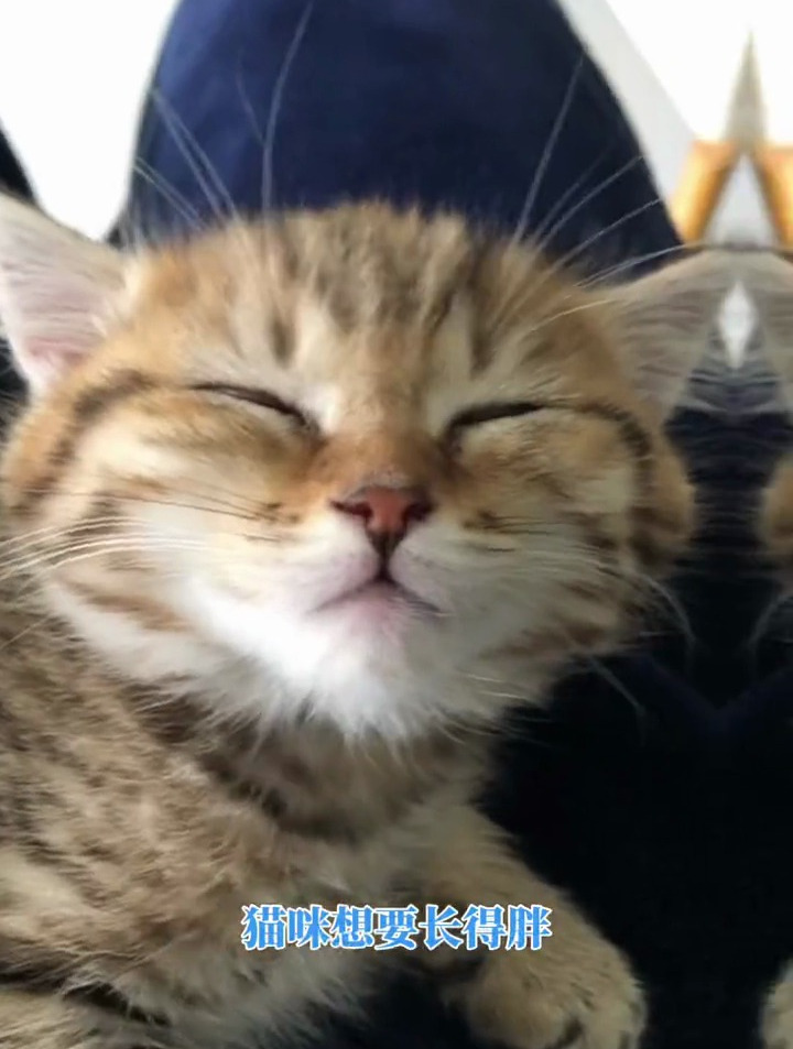 95%的高肉含量。10%的南极磷虾。0胶0诱食剂0防腐剂