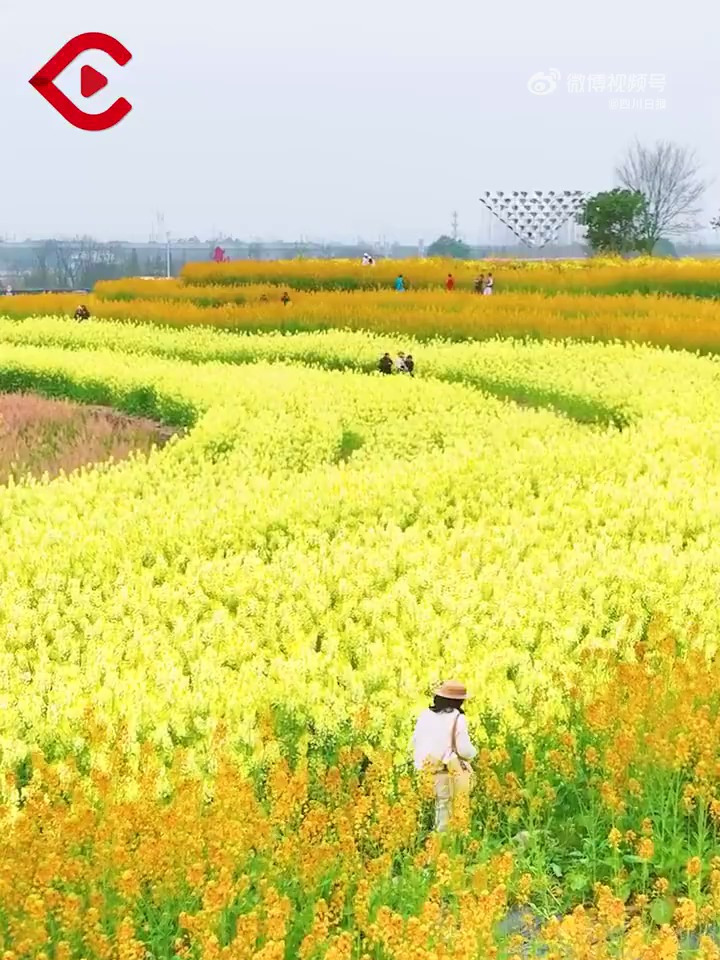 仿佛闯入漫画!成都彩色油菜花田明媚了春天