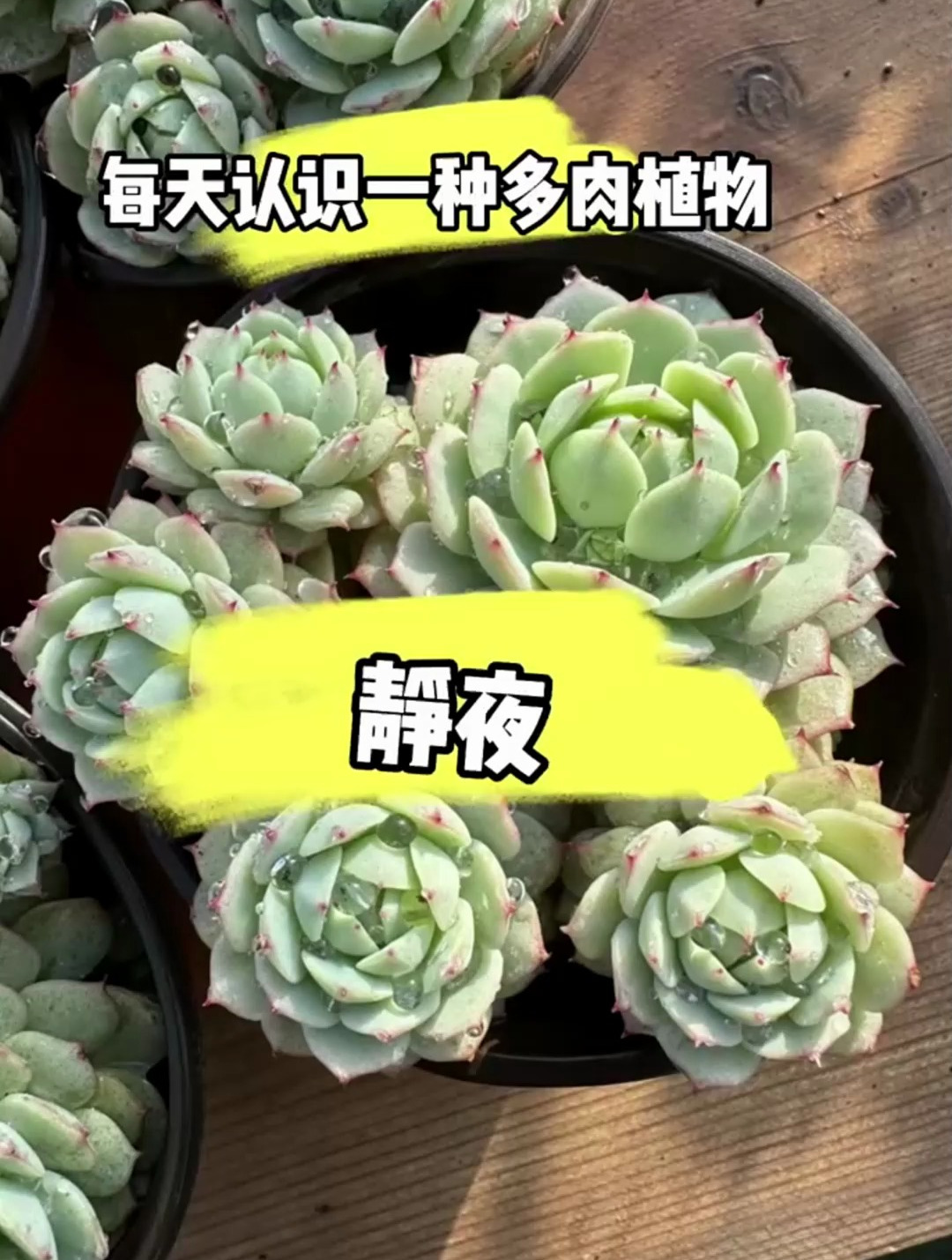 你们认识多肉静夜吗?今天给大家介绍一下它,喜欢的养一盆试试!