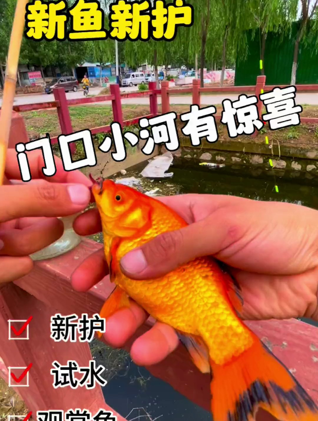 你们要的新鱼护