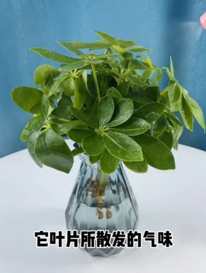 七叶莲又叫鸭脚木,能赏花能泡酒,养护简单好寓意