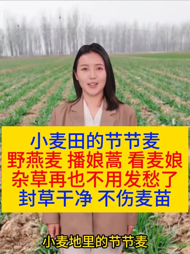 小麦田的节节麦,播娘蒿杂草再也不用发愁了,封草干净不伤麦苗
