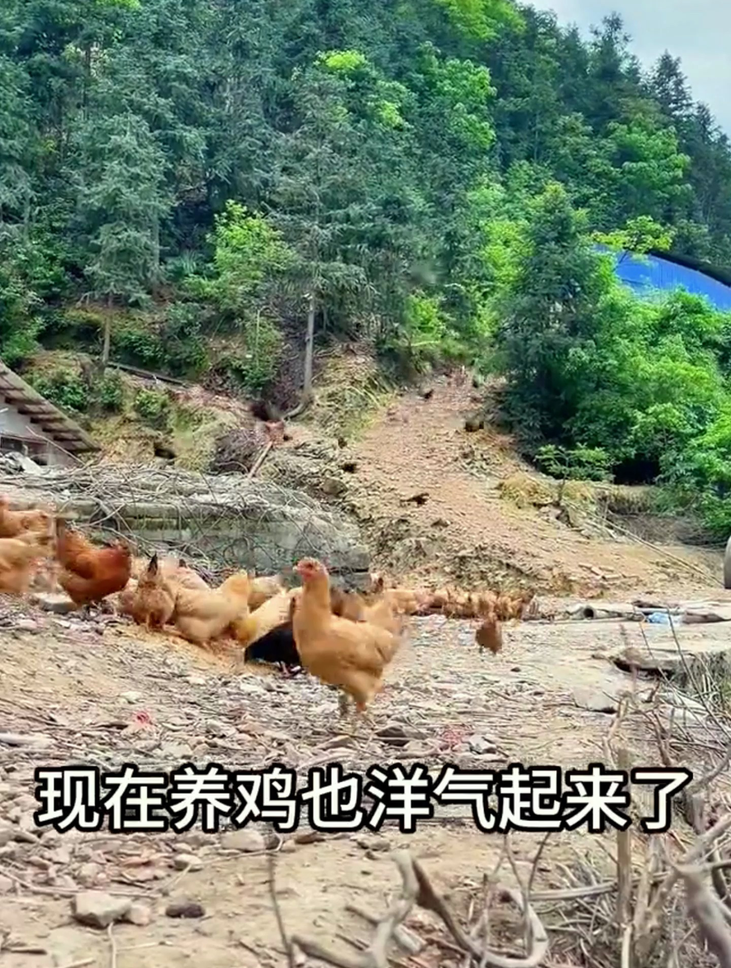 只需要一个塑料桶就能变成家禽自动饮水器,自动补水,太省事了!