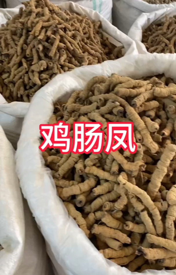 鸡肠凤,它是一种中药材