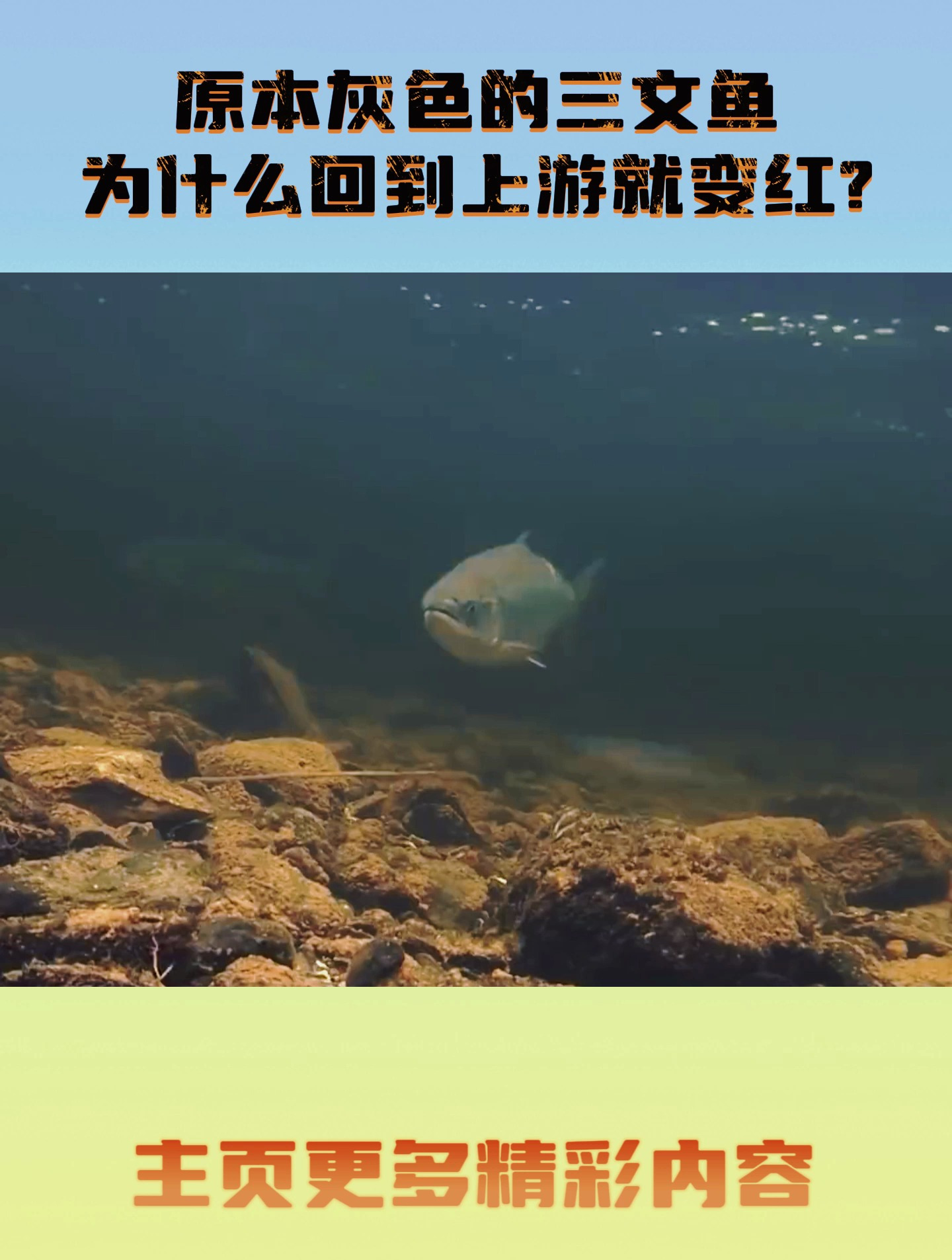 原本灰色的三文鱼,为什么回到上游就变红?