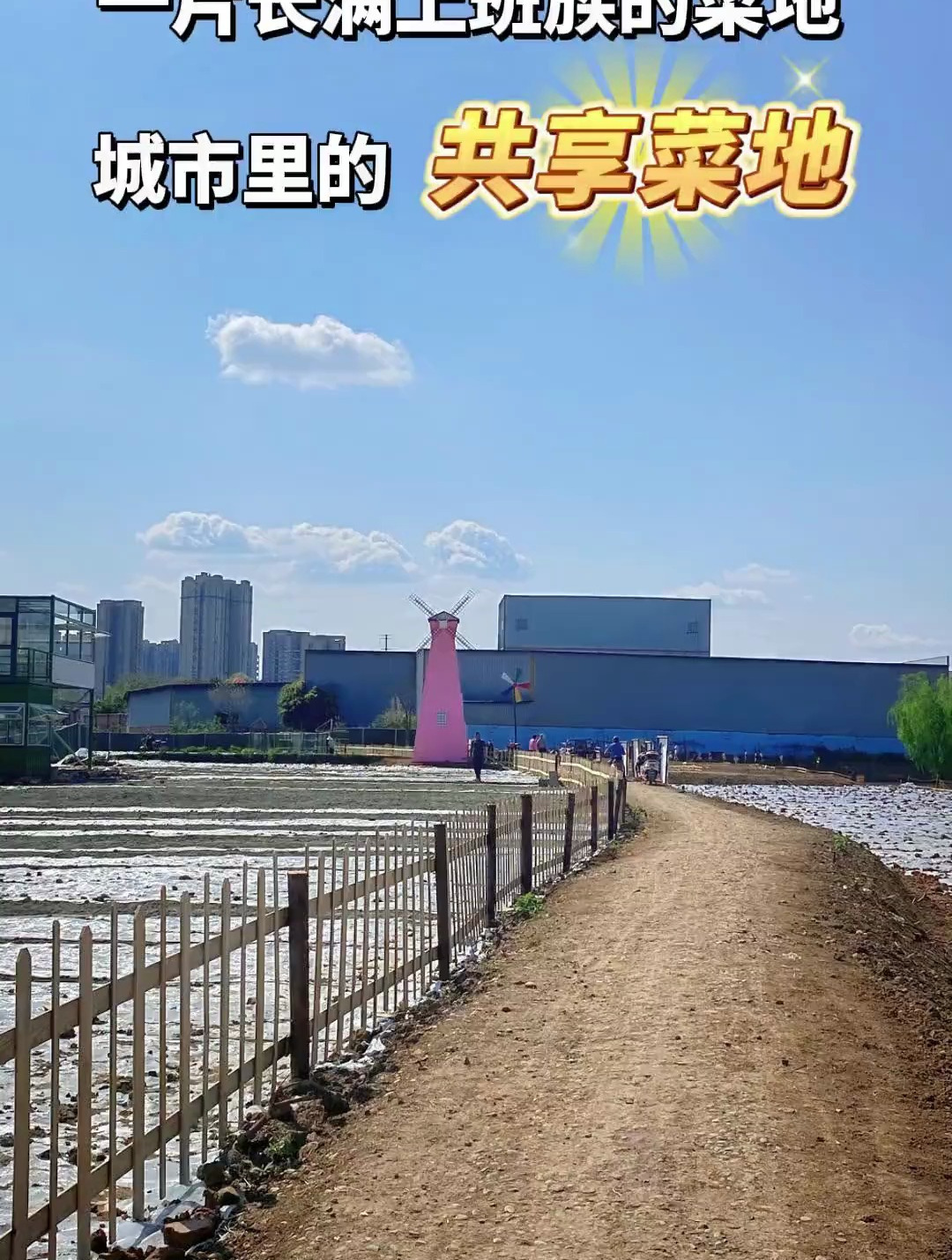 报告!发现一片长满上班族的共享菜地!