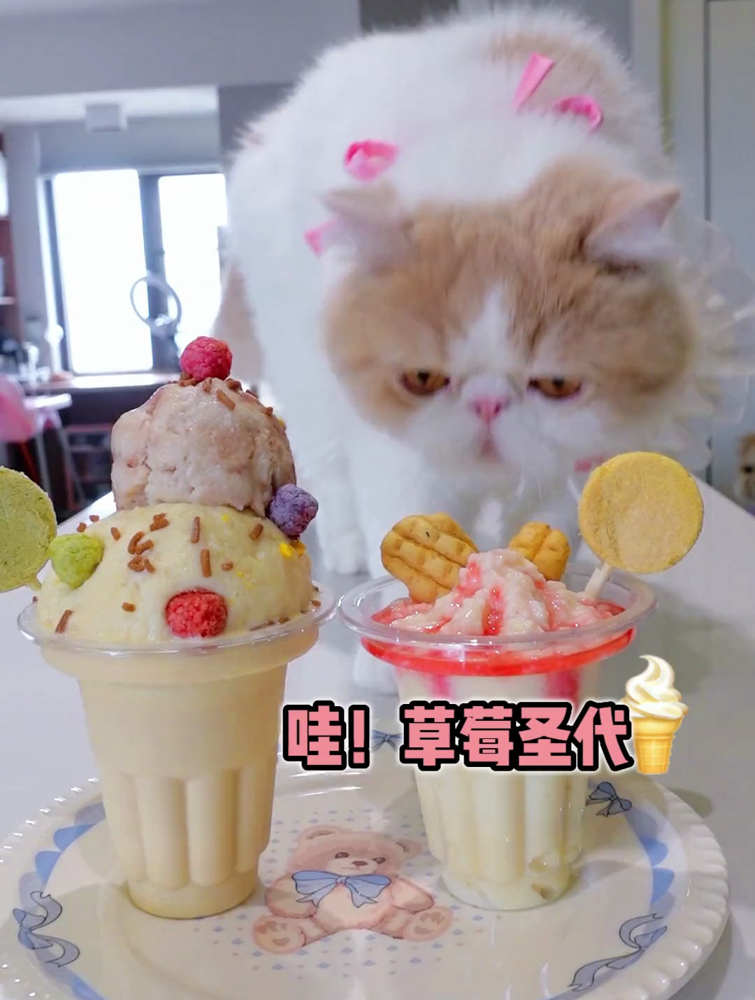 小猫咪吃冰激凌～哥哥弟弟抢着吃!