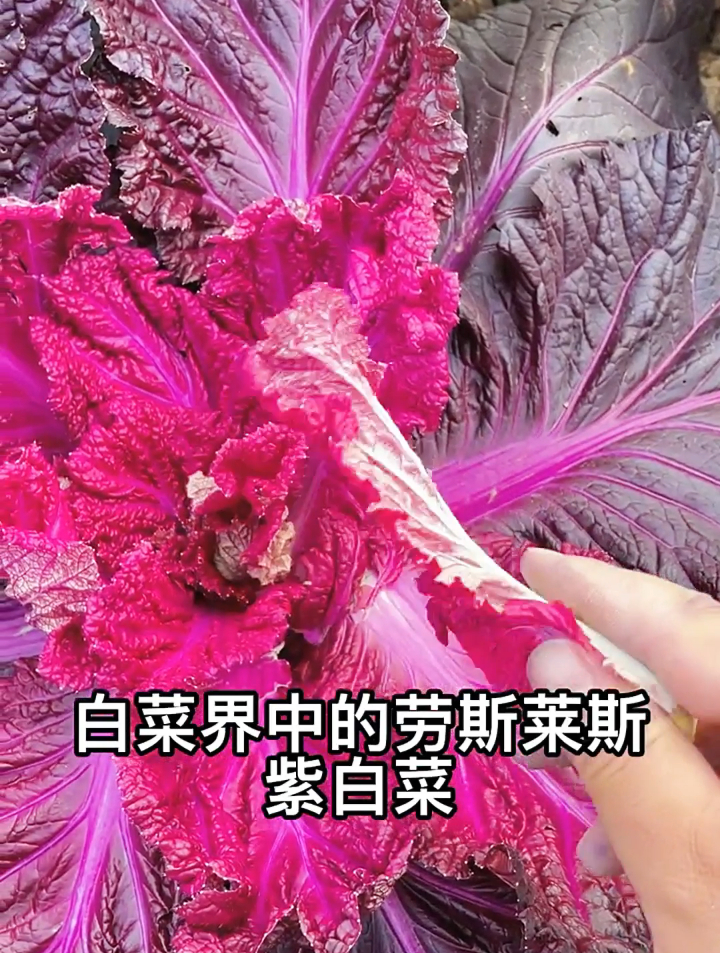 紫色的白菜你见过吗,一颗竟然卖到600多?网友:吃不起!