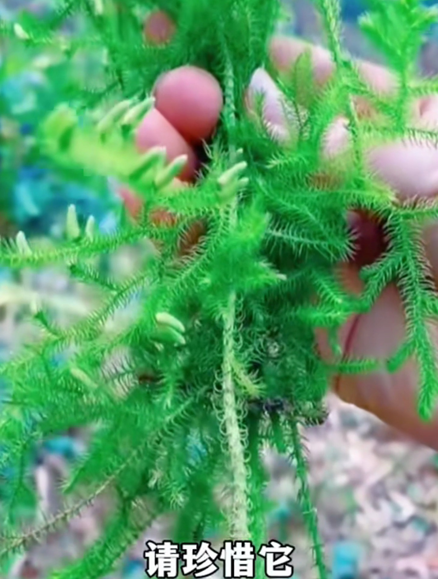 伸筋草又叫龙骨草、风子草、扇叶伸筋草等,你的家乡有这种植物吗