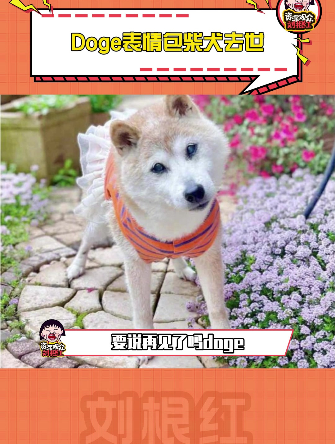 Doge表情包柴犬去世