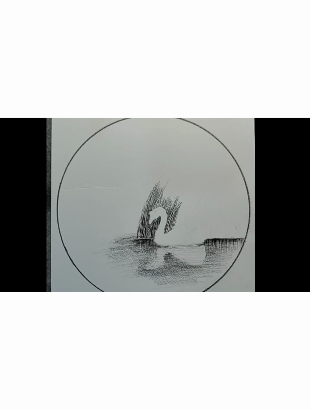 画白鹅教程 零基础学画画