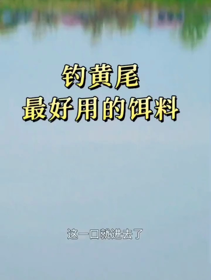 钓黄尾最好用的饵料配方