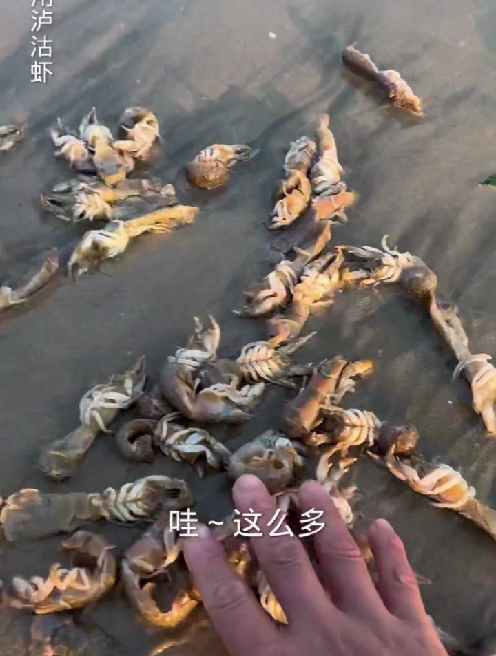 发现了一大片被搁浅的泸沽虾
