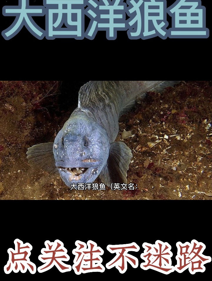 大西洋狼鱼,听说过吗