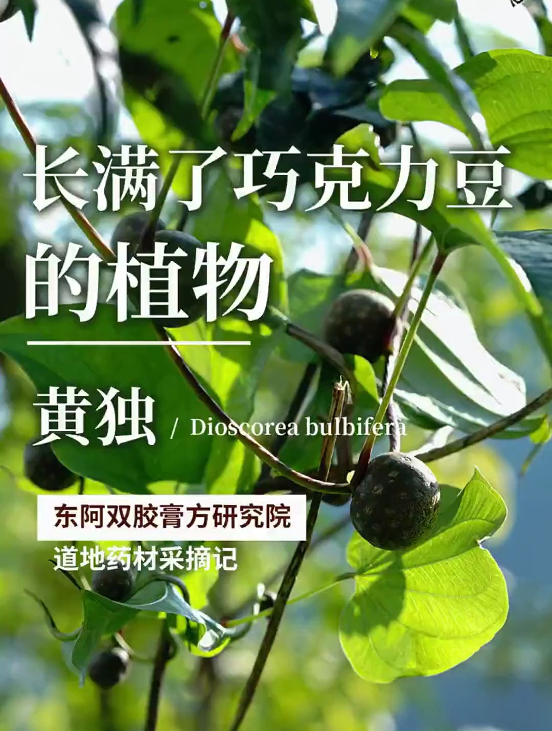 这是一味长满了“巧克力豆”的中草药,作用也十分奇特!