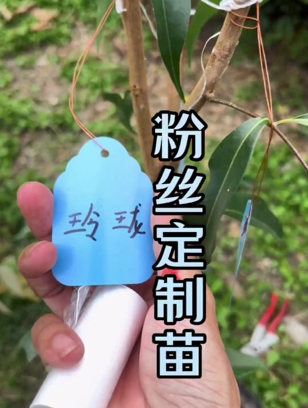 预定一颗树三个品种,玲珑、红灯珑、岭丰糯