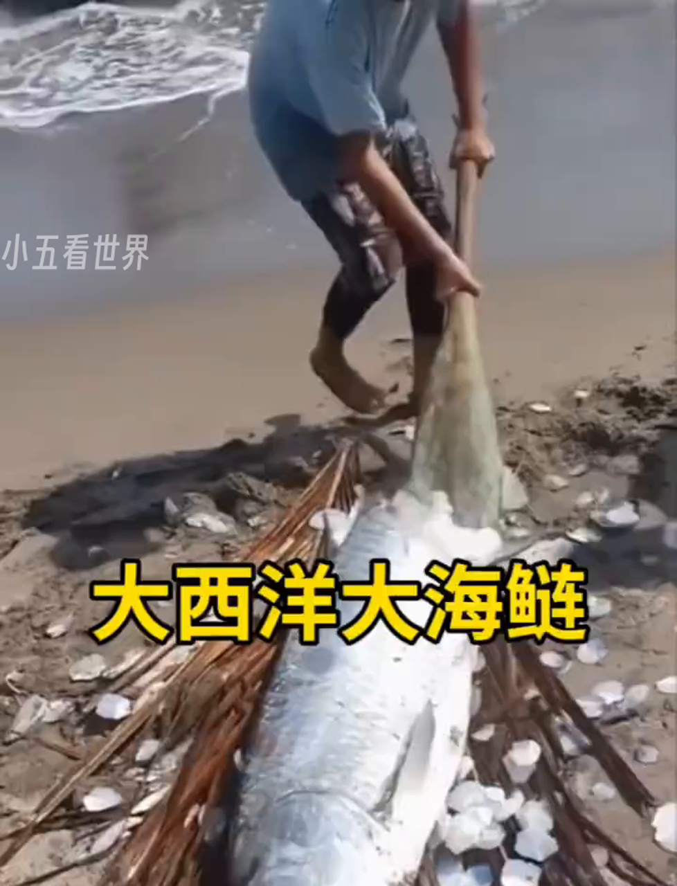 大海鲢的鳞片竟然这么牛!