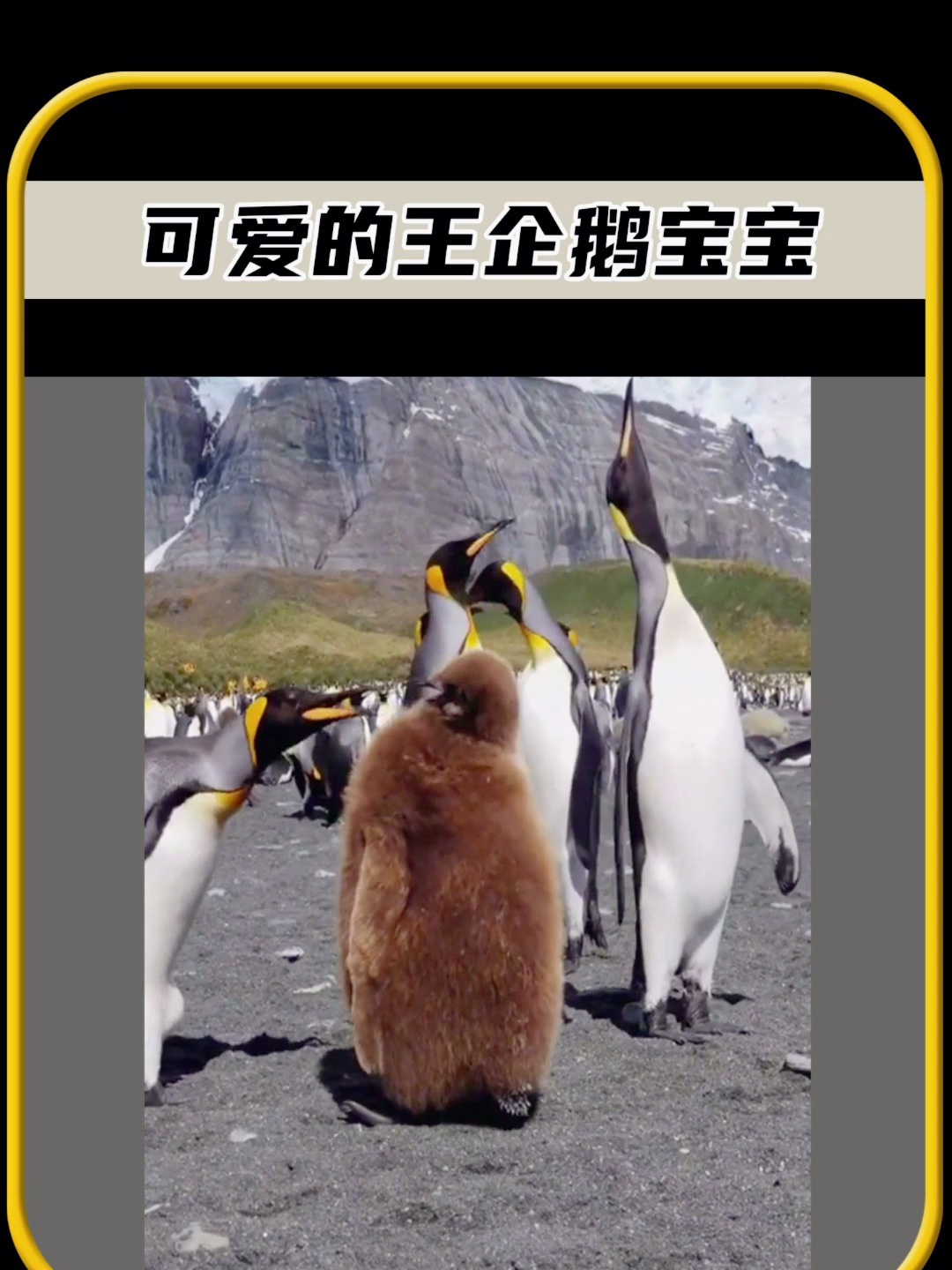 为什么企鹅宝宝的体型,看起来比很多成年企鹅更大