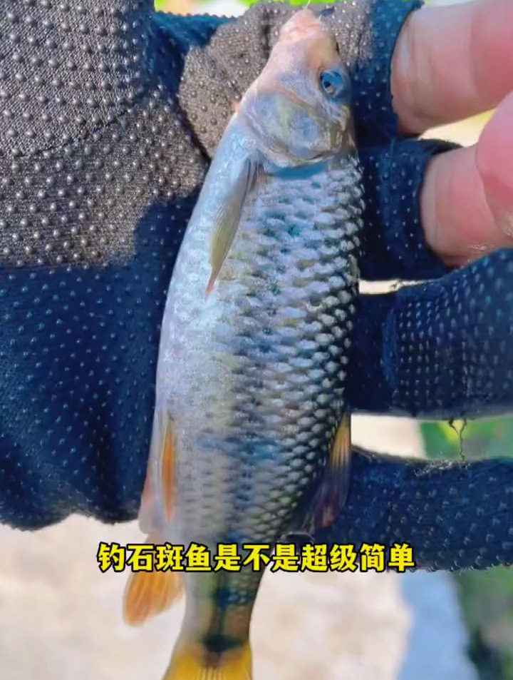 石斑鱼最佳藏身点,学会逗钓溪石斑,保你渔获满满!