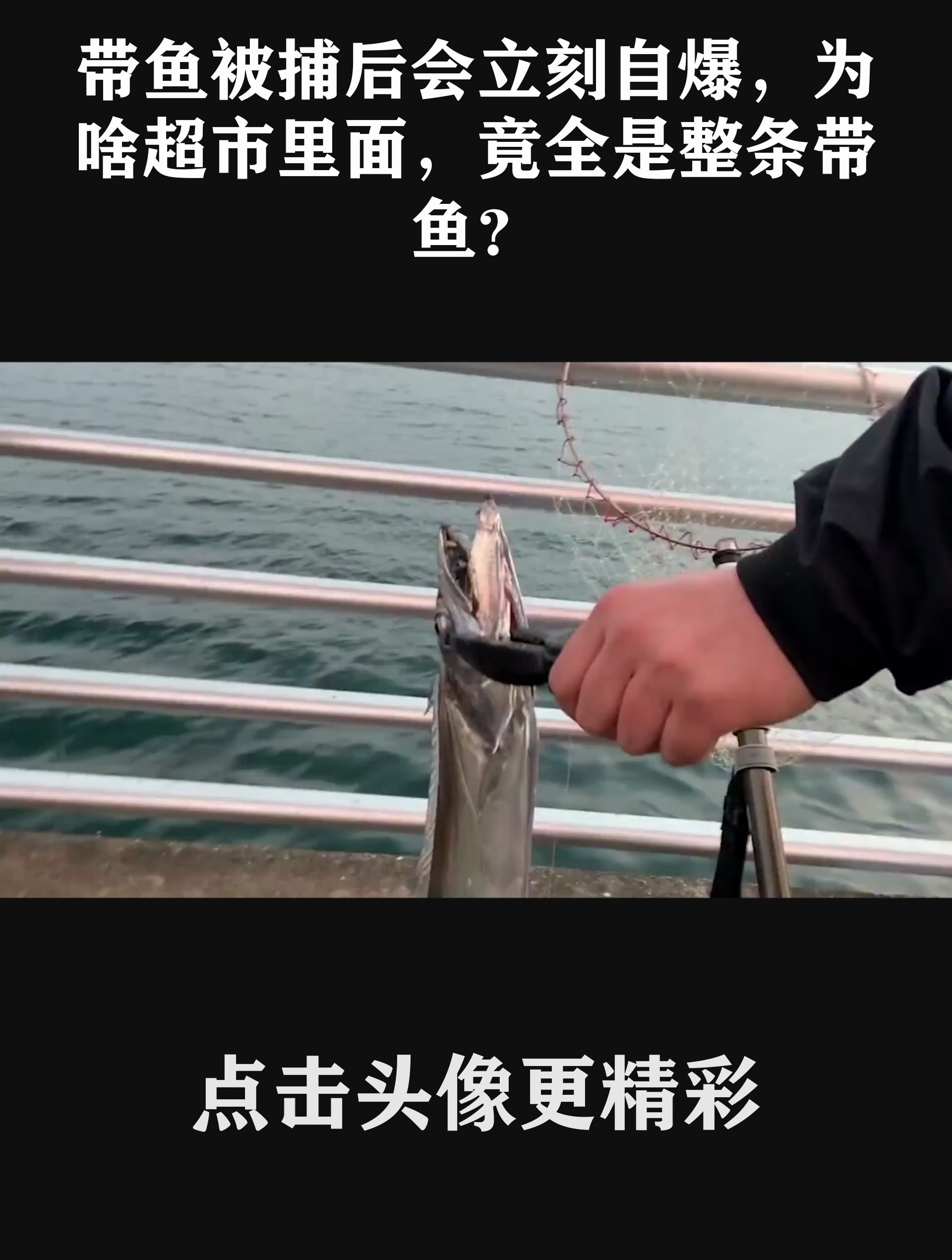带鱼被捕后会立刻自爆,为啥超市里面,竟全是整条带鱼?