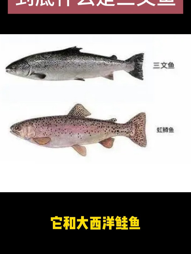 新疆海鲜虹鳟叫三文鱼对不对?到底什么是三文鱼