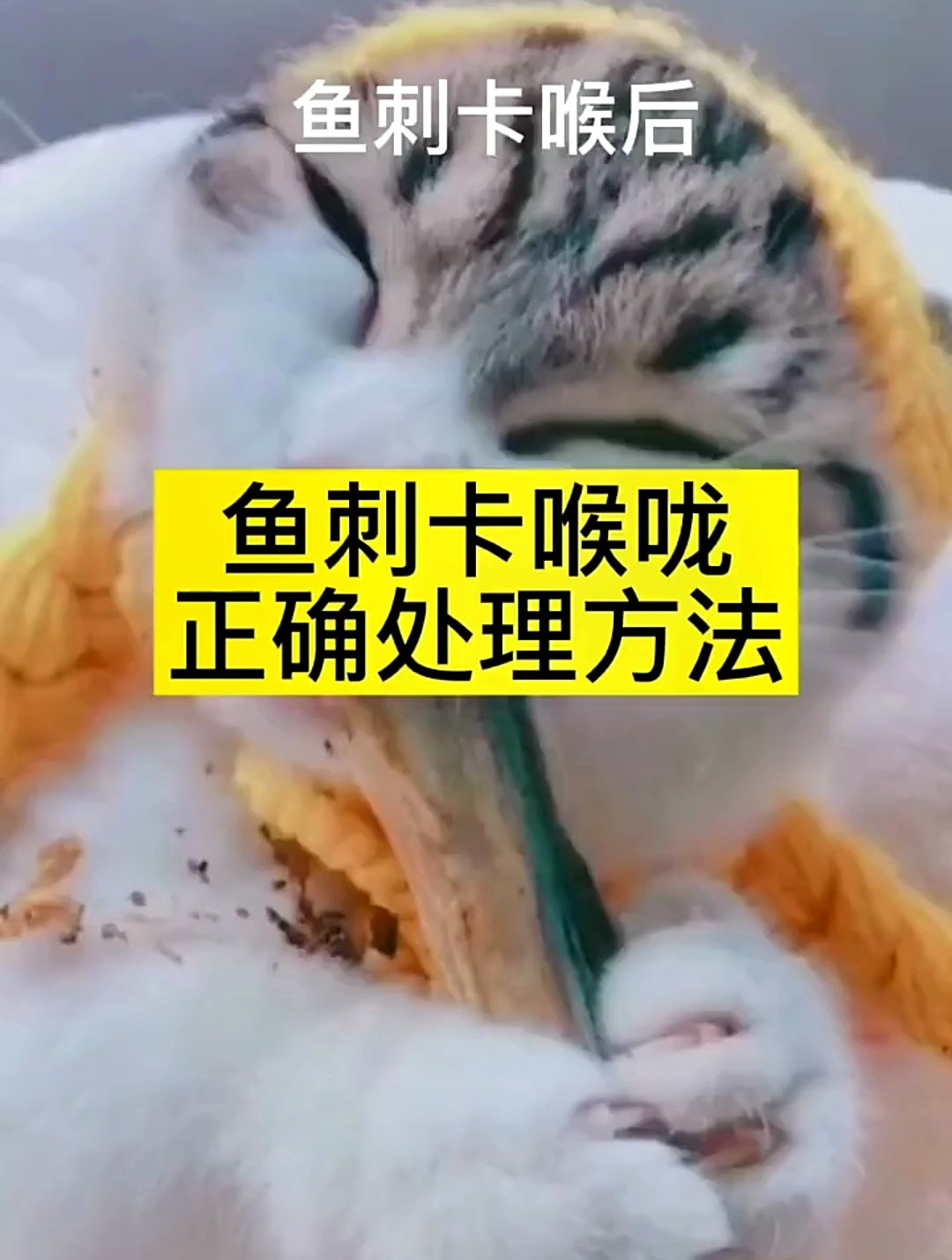 生活小妙招 超级有用的生活小妙招 鱼刺卡喉咙正确处理办法