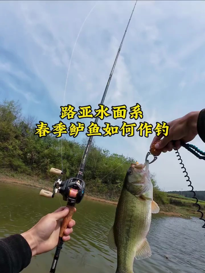 产前鲈鱼作钓,寻浅滩、找沙石底!路亚新手记住这些技巧